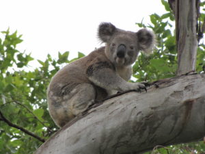 Koala