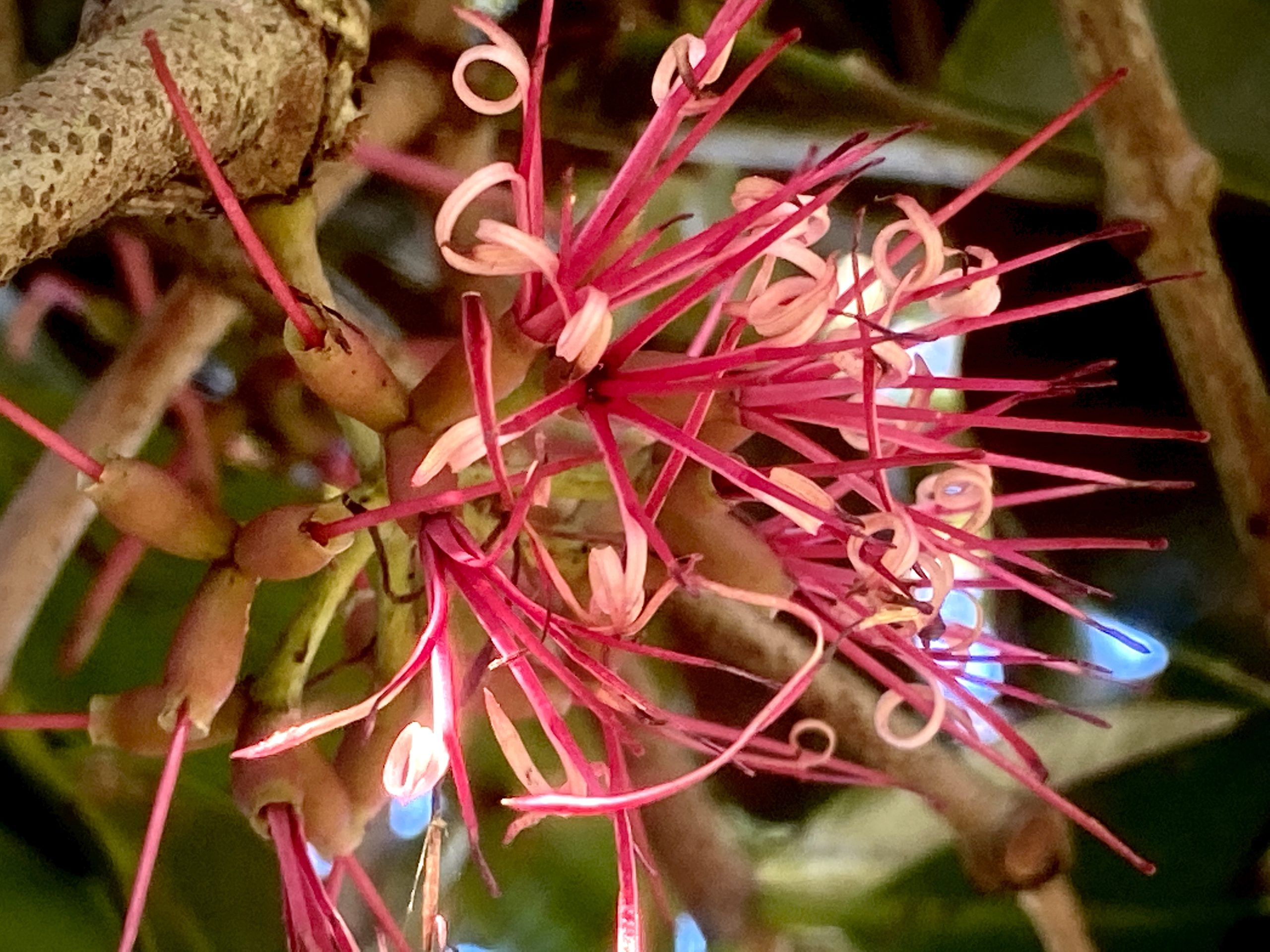 Rosewood Mistletoe flower
